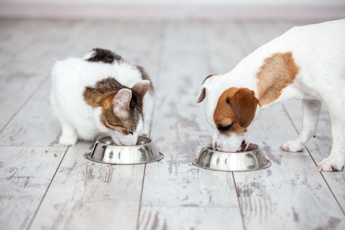pet food