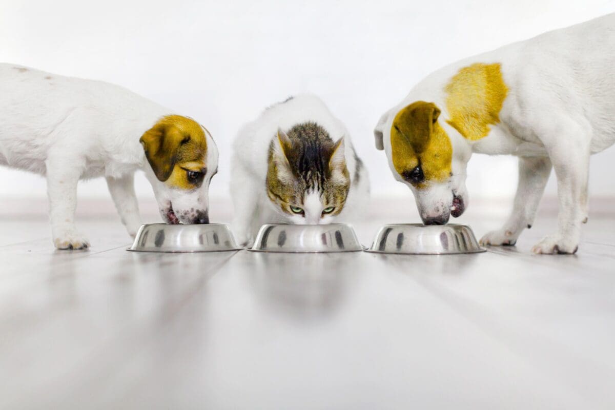 sustainable pet food ingredients
