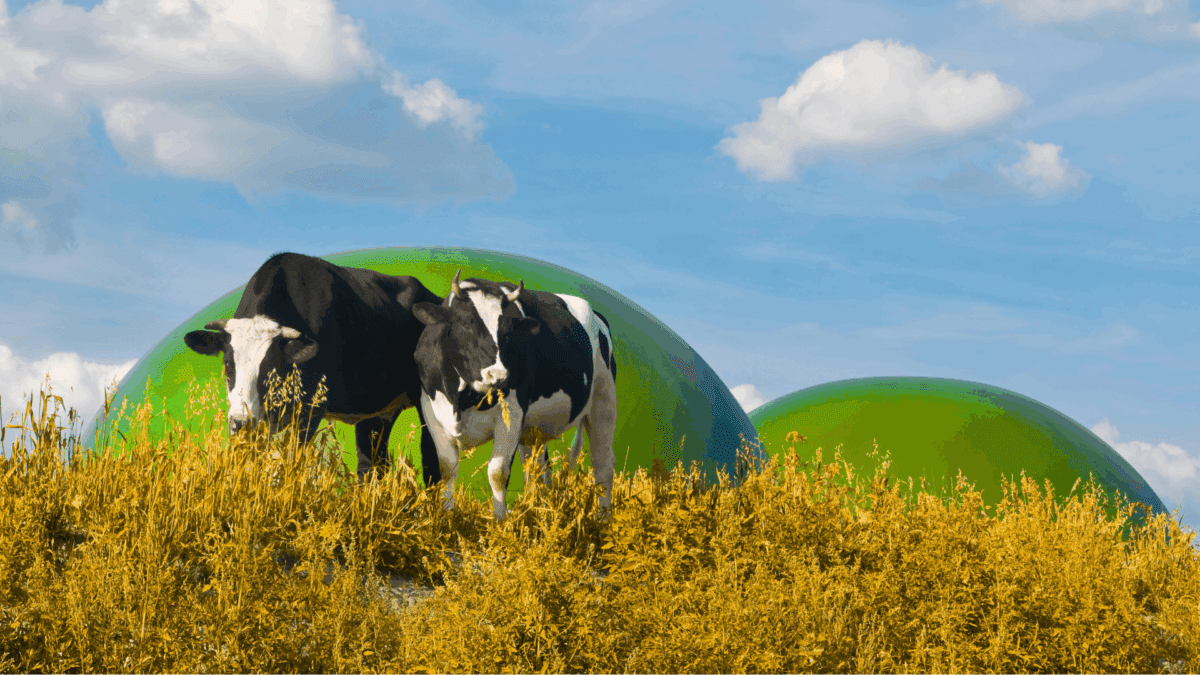 animal feed