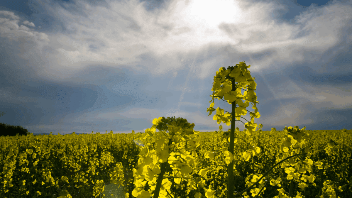 Technical Application - Rape Seed Oil