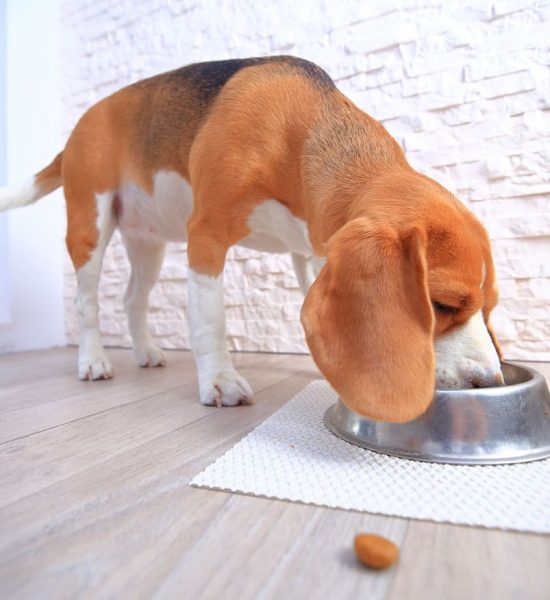 MBP-Pet-Food-Dog-feeding